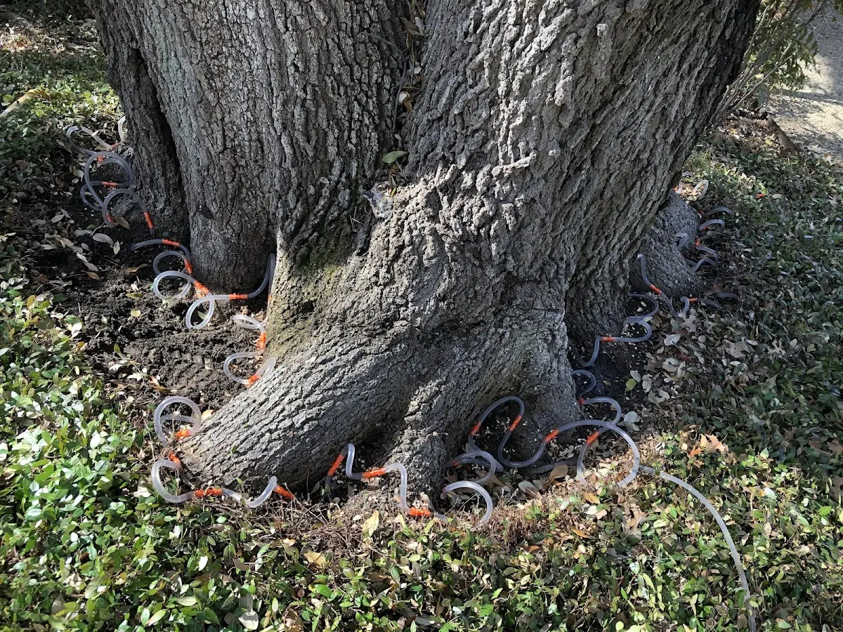 Detailed Tree Cabling and Bracing job site in Conrad
