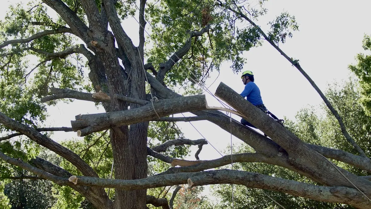 Professional Hazardous Tree Removal performed by certified arborists in Conrad